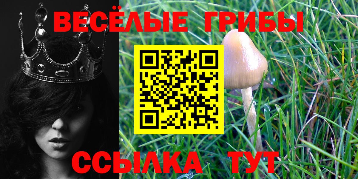 Псилоцибиновые грибы Cubensis Георгиевск